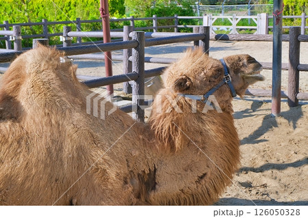 フタコブラクダ フタコブラクダ 126050328