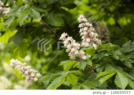 Close-up of a branch of a blossoming chestnut tree Close-up of a branch of a blossoming chestnut tree 126050557