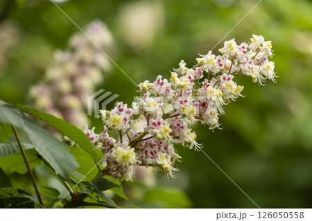 Close-up of a branch of a blossoming chestnut tree 126050558