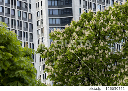 A row of tall buildings with lush flowering chestnut trees in front of them A row of tall buildings with lush flowering chestnut trees in front of them 126050561