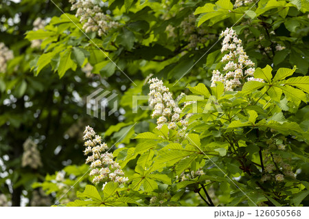 Close-up of a branch of a blossoming chestnut tree Close-up of a branch of a blossoming chestnut tree 126050568