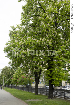 Empty city alley with blossoming chestnut trees Empty city alley with blossoming chestnut trees 126050572
