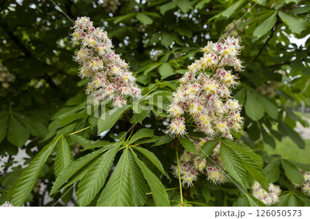 Close-up of a branch of a blossoming chestnut tree Close-up of a branch of a blossoming chestnut tree 126050573