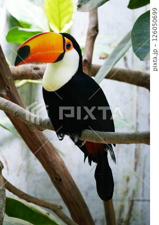 オニオオハシ 126050699