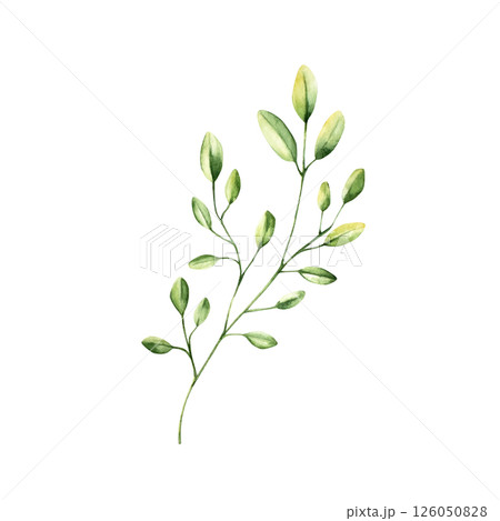 Green simple spring branch with leaves. Watercolor twig. Hand drawn wildflower illustration isolated on background, transparent png. Botanical and wedding illustration. Baby shower design elements Green simple spring branch with leaves. Watercolor twig. Hand drawn wildflower illustration isolated on background, transparent png. Botanical and wedding illustration. Baby shower design elements 126050828