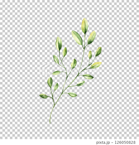 Green simple spring branch with leaves. Watercolor twig. Hand drawn wildflower illustration isolated on background, transparent png. Botanical and wedding illustration. Baby shower design elements Green simple spring branch with leaves. Watercolor twig. Hand drawn wildflower illustration isolated on background, transparent png. Botanical and wedding illustration. Baby shower design elements 126050828