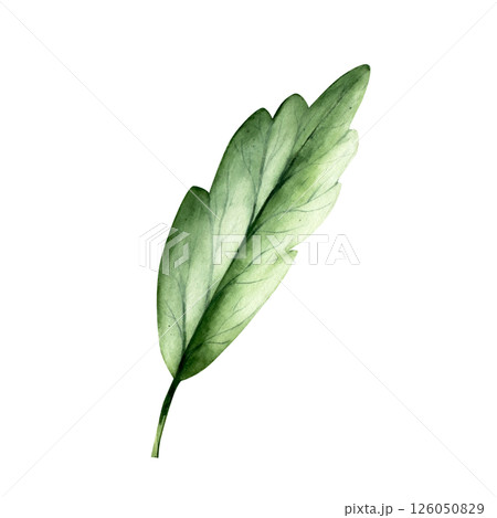 Green simple spring leaf. Watercolor hand drawn illustration isolated on background, transparent png. Botanical and wedding illustration. Baby shower design elements. Party invitation, birthday Green simple spring leaf. Watercolor hand drawn illustration isolated on background, transparent png. Botanical and wedding illustration. Baby shower design elements. Party invitation, birthday 126050829