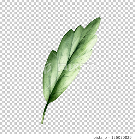 Green simple spring leaf. Watercolor hand drawn illustration isolated on background, transparent png. Botanical and wedding illustration. Baby shower design elements. Party invitation, birthday Green simple spring leaf. Watercolor hand drawn illustration isolated on background, transparent png. Botanical and wedding illustration. Baby shower design elements. Party invitation, birthday 126050829