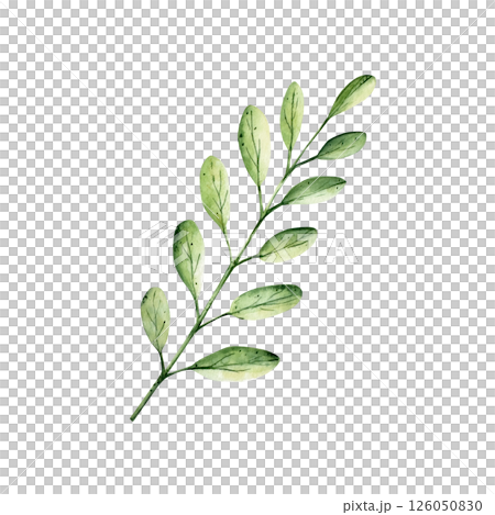 Green simple spring branch with leaves. Watercolor twig. Hand drawn wildflower illustration isolated on background, transparent png. Botanical and wedding illustration. Baby shower design elements Green simple spring branch with leaves. Watercolor twig. Hand drawn wildflower illustration isolated on background, transparent png. Botanical and wedding illustration. Baby shower design elements 126050830
