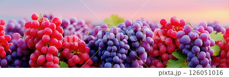 Vibrant Clusters of Red and Purple Grapes Shimmering at Sunset 126051016