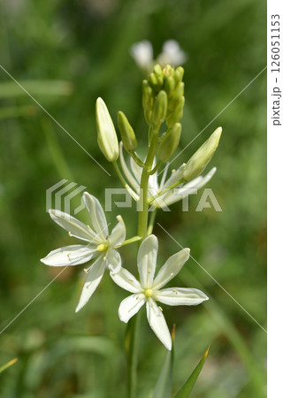 オオヒナユリ 126051153