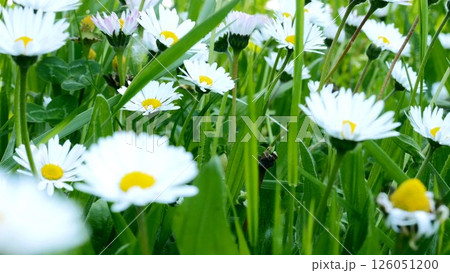 CLose up of chamomille field 126051200