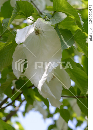 ハンカチノキ ハンカチノキ 126051475