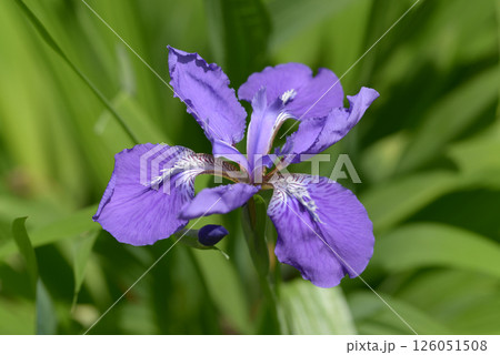 イチハツ 126051508