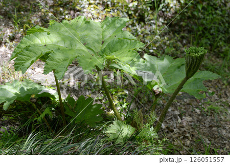 コウモリガサソウ 126051557