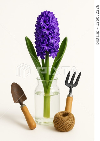 Vibrant Purple Hyacinth in a Glass Vase With Gardening Tools and Twine 126052226