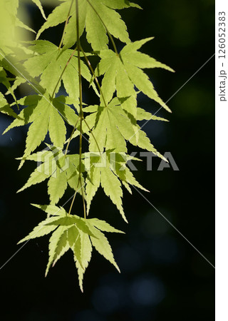 若紅葉　新緑 126052383