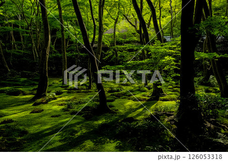 祇王寺　苔庭 126053318
