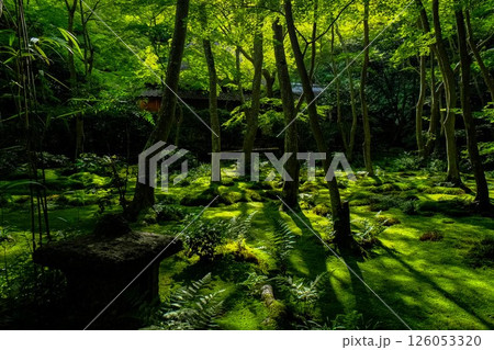 祇王寺　苔庭 126053320