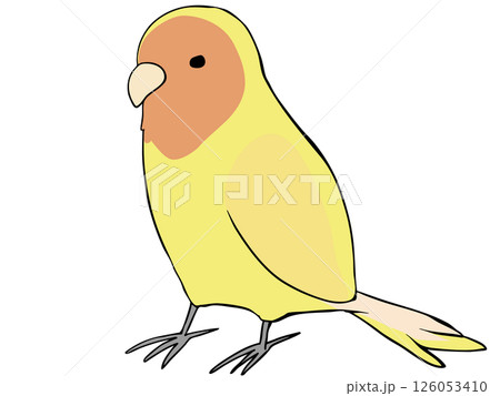 色とりどり コザクラインコ イエロー 色とりどり コザクラインコ イエロー 126053410