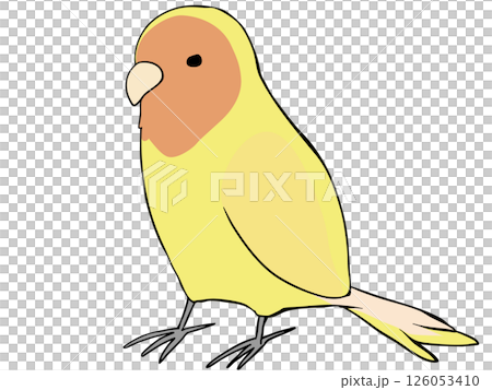 色とりどり コザクラインコ イエロー 色とりどり コザクラインコ イエロー 126053410