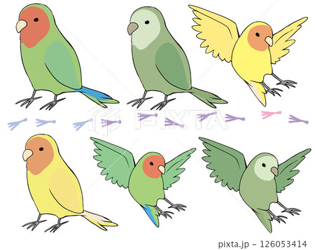 色とりどり コザクラインコ まとめ 126053414