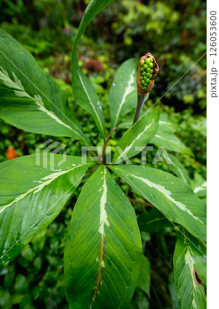 蝮草 マムシグサ 蝮草 マムシグサ 126053600