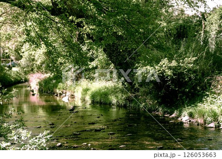 river in the forest river in the forest 126053663