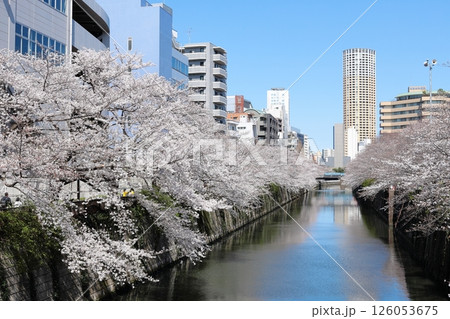 東京都市風景 目黒川の桜 東京都市風景 目黒川の桜 126053675