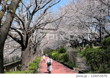 東京都市風景　目黒川の桜 126053676