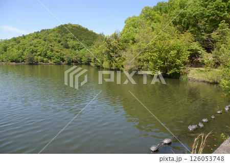 宝ヶ池公園 宝ヶ池の亀 京都市左京区上高野 宝ヶ池公園 宝ヶ池の亀 京都市左京区上高野 126053748