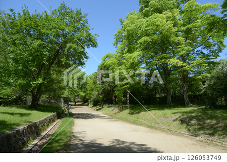 宝ヶ池公園　散策道　京都市左京区上高野 126053749