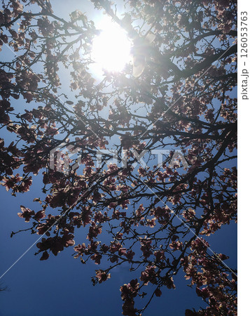 Magnolia Tree Blooming in Spring During a Sunny Day 126053763