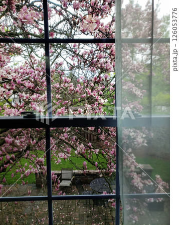 Blooming Magnolia Tree Seen Through a Window 126053776