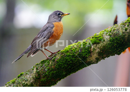 American Robin Sitting on a Tree Branch American Robin Sitting on a Tree Branch 126053778