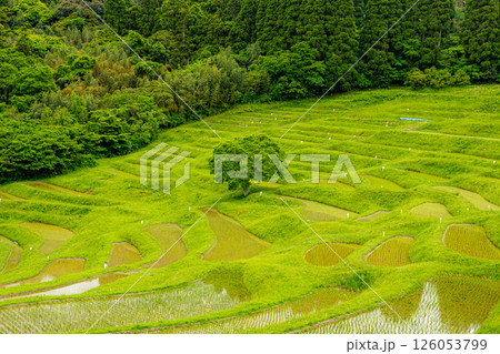 大山千枚田 新緑 大山千枚田 新緑 126053799