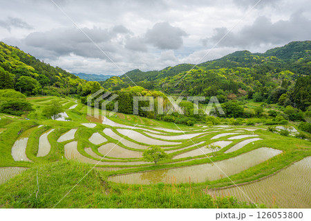 大山千枚田 新緑 126053800