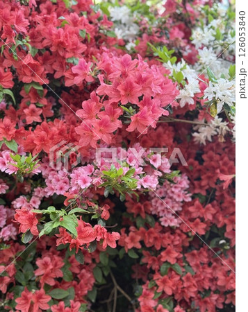 赤いツツジの花 赤いツツジの花 126053840