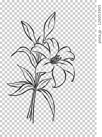 簡單的百合花插圖 簡單的百合花插圖 126053905