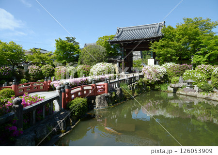 妙満寺　参道のツツジと山門　京都市左京区岩倉 126053909