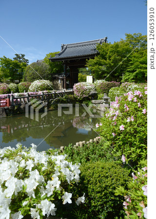 妙満寺　池のツツジと山門　京都市左京区岩倉 126053910