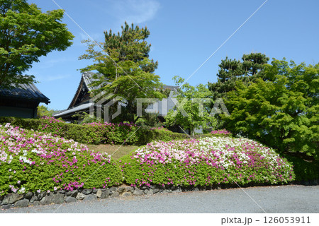 妙満寺　境内のツツジと新緑　京都市左京区岩倉 126053911