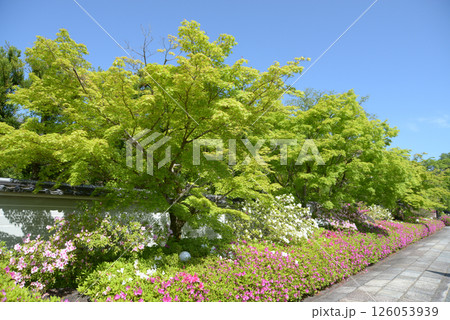 妙満寺　境内のツツジと若紅葉　京都市左京区岩倉 126053939