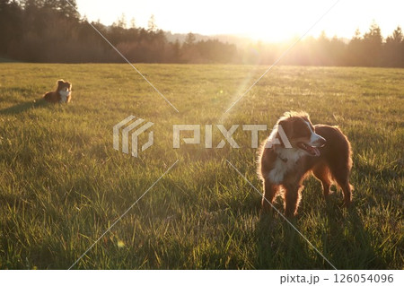 Two dogs are standing in a field of grass 126054096