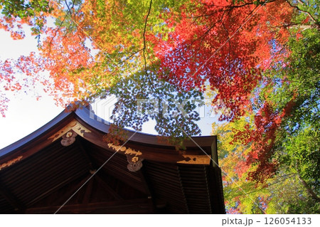 京都ウサギの神社　岡崎神社 126054133