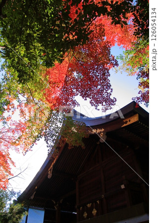 京都ウサギの神社　岡崎神社 126054134