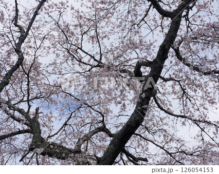 山口市阿東徳佐・徳佐八幡宮の桜並木 126054153