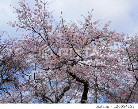 山口市阿東徳佐・徳佐八幡宮の桜並木 126054155
