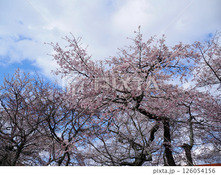 山口市阿東徳佐・徳佐八幡宮の桜並木 山口市阿東徳佐・徳佐八幡宮の桜並木 126054156