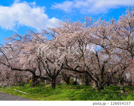 山口市阿東徳佐・徳佐八幡宮の桜並木 山口市阿東徳佐・徳佐八幡宮の桜並木 126054157